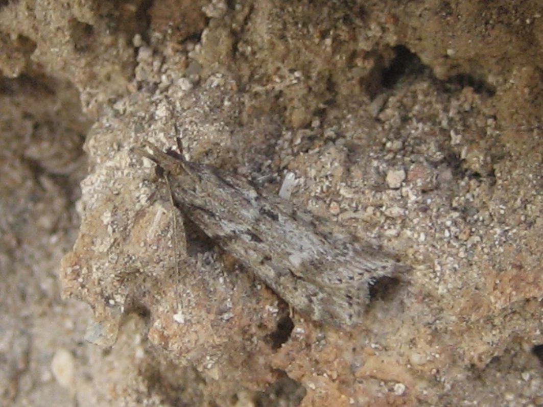 variabilit Eudonia angustea